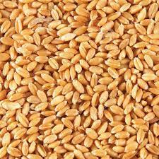 Wheat seeds.jpg